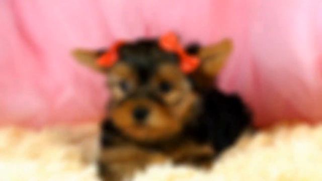 Йоркширский терьер, девочка, SHOW класс / Yorkshire errier puppy, female смотреть онлайн