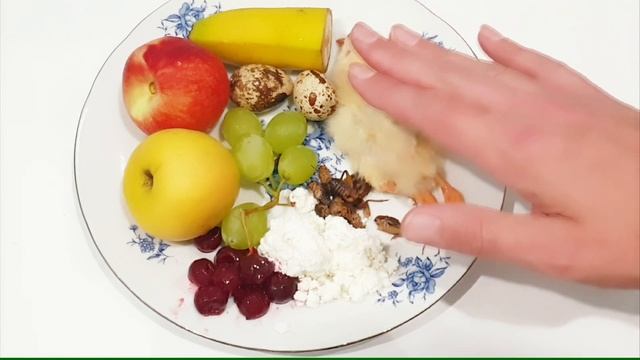 ЗАВЁЛ ВОРОНА - СТРОЙ УЛИЧНЫЙ ВОЛЬЕР! КВАРТИРА - ЭТО ТЮРЬМА ДЛЯ КРУПНЫХ ПТИЦ! смотреть онлайн