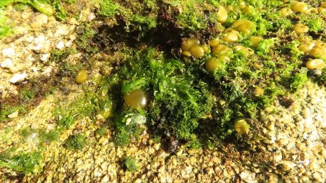 Colpomenia sinuosa oyster thief or sinuous ballweed Greece by Theo смотреть онлайн