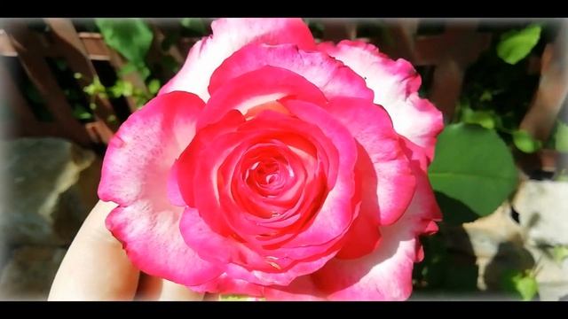 Обзор роз. Выпуск 8. Сорт ХАЙЛЕНДЕР/ двуцветные розы/ розы в Сибири