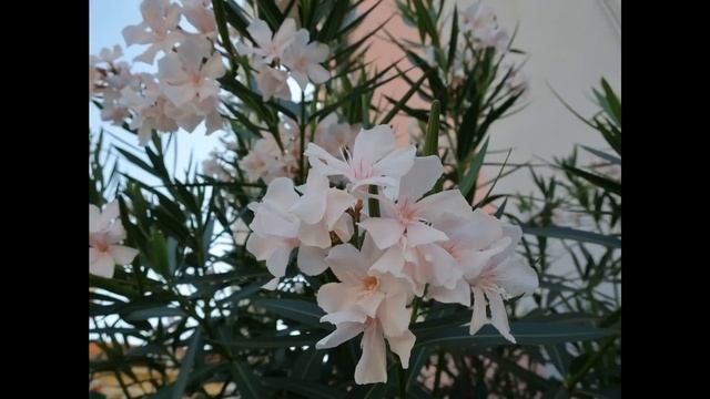 Canon g9x Mark ii sample images смотреть онлайн