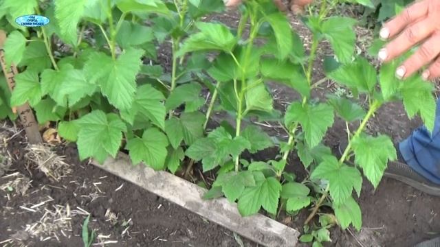 СМОРОДИНА. РАЗМНОЖЕНИЕ ОТВОДКАМИ-100% РЕЗУЛЬТАТ! смотреть онлайн