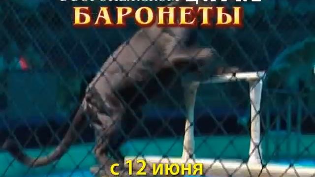 «Баронеты» в Воронежском цирке! смотреть онлайн