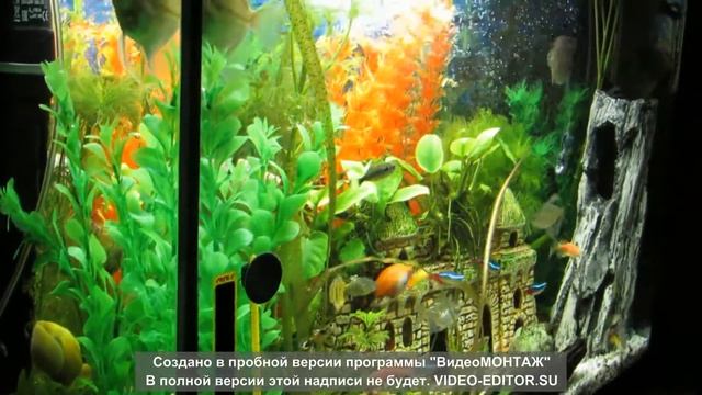Аквариум с натуральными и искусственными растениями смотреть онлайн