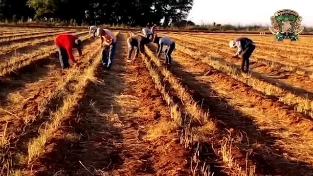 Сбор спаржи в Мексике смотреть онлайн