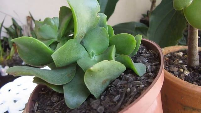 #Suculentadodia! | Crassula Arborescens Ssp. Undulatifolia