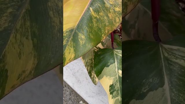 Philodendron Strawberry Shake Metal Edition смотреть онлайн