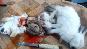 КРОЛИКИ.СОДЕРЖАНИЕ.Как проверить состояние кролика,и от чего он умер.