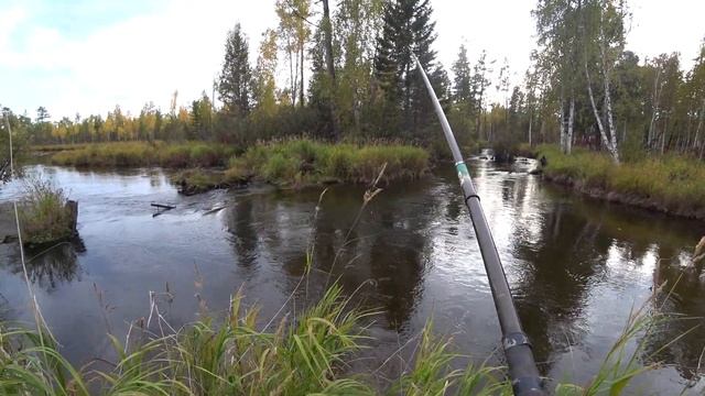 8 ДНЕЙ В ТАЙГЕ. (ЧАСТЬ2) Собираю клюкву. И рыбалка на хариуса на маленькой речке. смотреть онлайн