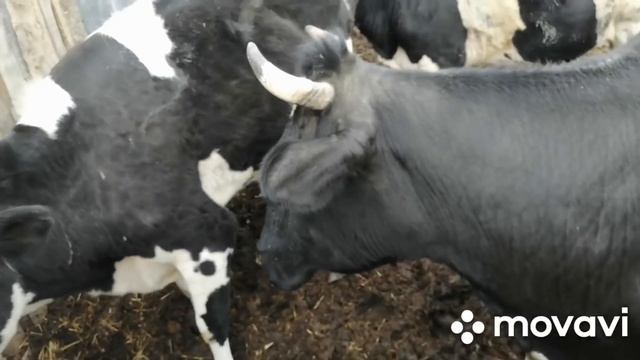 3 БЫКА на 1 КОРОВУ! ПОКРЫВАЮ ФЕРМЕРСКИМ БЫКОМ! НА ОЧЕРЕДИ ЕЩЁ ДВЕ! смотреть онлайн