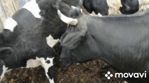 3 БЫКА на 1 КОРОВУ! ПОКРЫВАЮ ФЕРМЕРСКИМ БЫКОМ! НА ОЧЕРЕДИ ЕЩЁ ДВЕ!