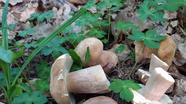 Сбор трав и грибов. Долина Приведений. Демерджи. Алушта. Долгоруковская яйла. Курган Славы. Крым. смотреть онлайн