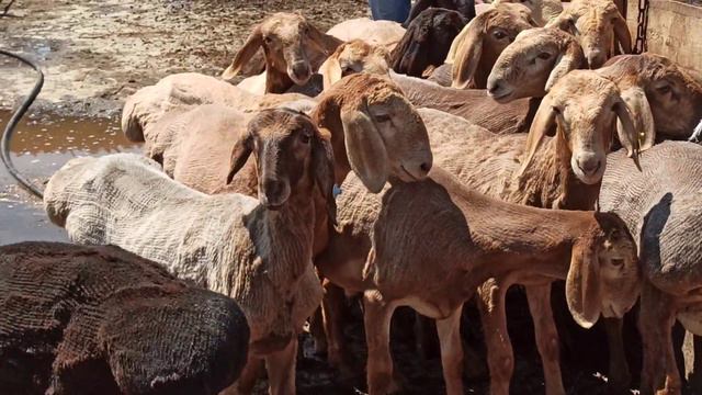 Продажа кочкарика. Уезжает в Ставропольский край. смотреть онлайн