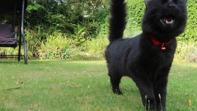 Updating the Cats' Theme Song смотреть онлайн