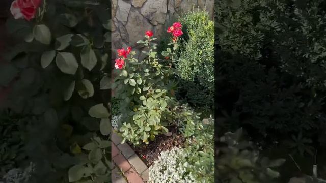 #shorts #village #villagelife #lifevlog #russia #moscow #rose #дача #россия #розы #travel смотреть онлайн