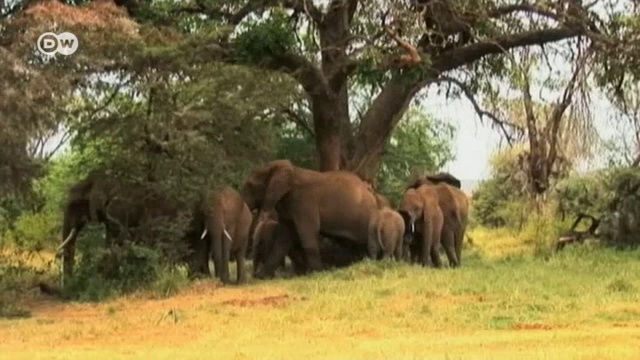 Bees Vs Elephants