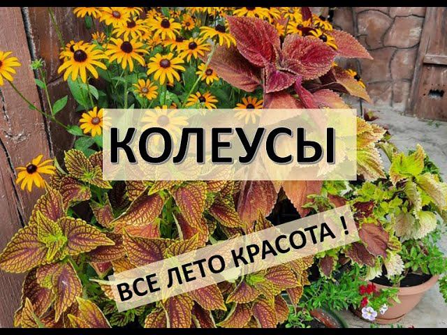 Колеусы. Все лето красота ! смотреть онлайн