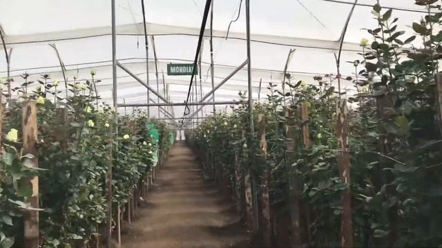 Эквадорская теплица с розами смотреть онлайн