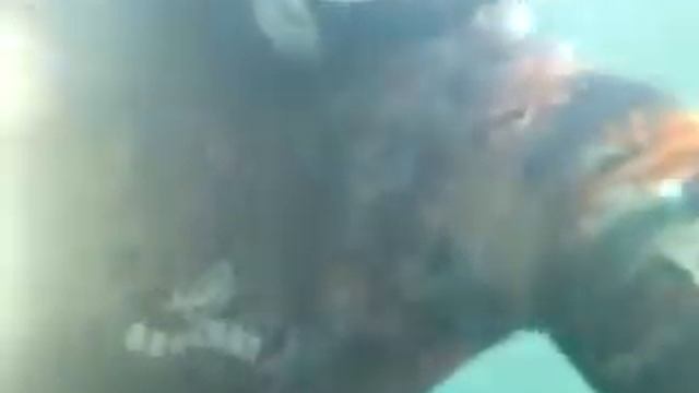 подводный мир каспия,баку смотреть онлайн