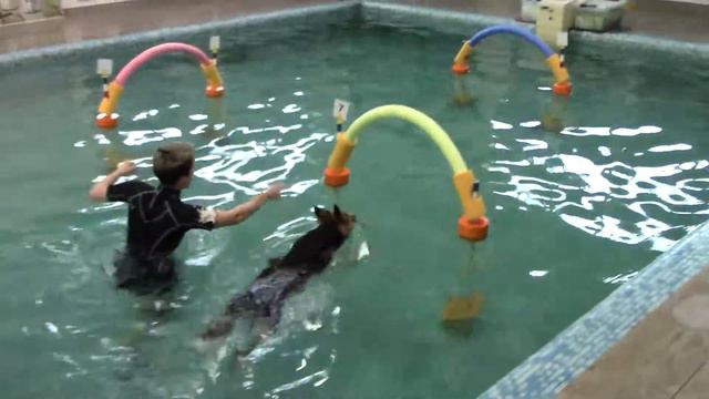 Сорокина Анастасия Бордер колли Kenzo Drives Me Crazy 31.10.20 - WATER DOG AQUA AGILITY щенки смотреть онлайн