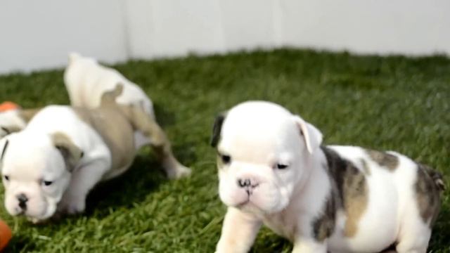 BULLCANES English Bulldog Breeder - Biddy Abby Duchess Muffin - смотреть онлайн