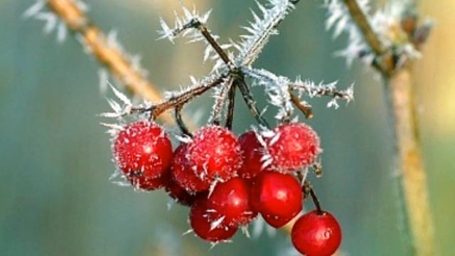 КАЛИНА ПОЛЬЗА | чем полезен отвар калины, ягоды калины лечебные свойства, от чего помогает калина? смотреть онлайн