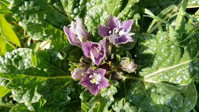 Скрытая суть Мандрагор! hidden essence Mandrake#сад #мандрагора #море#горы#прогулка#Revie смотреть онлайн