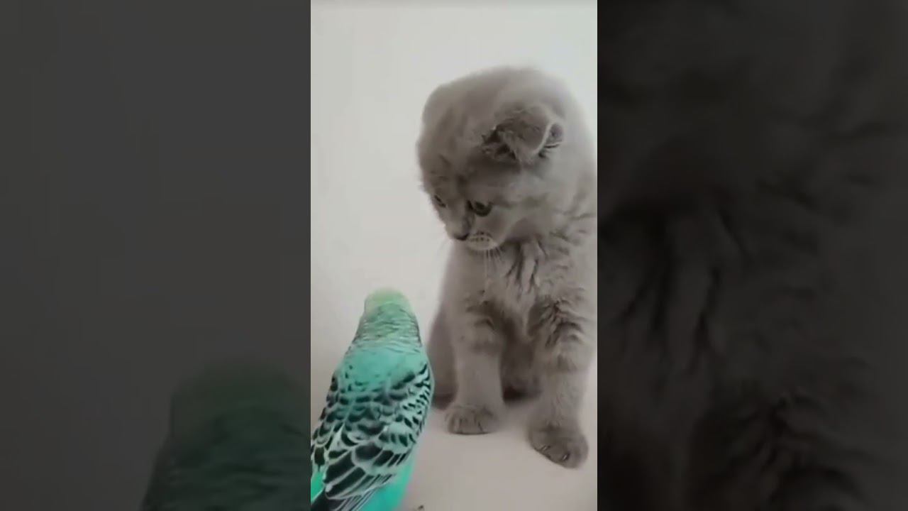 Котик и попугайчик играют(видео не моё) смотреть онлайн