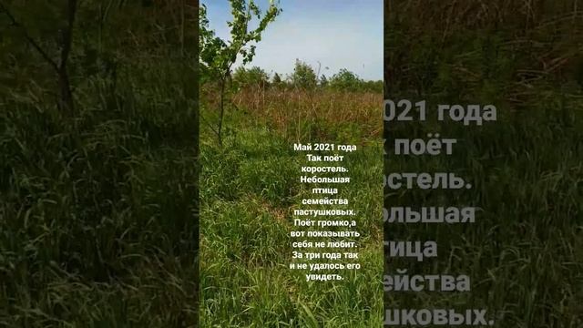 голос коростеля смотреть онлайн