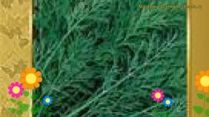 Укроп Салют (Укроп Salyut). Краткий обзор, описание характеристик, где купить семена Salyut