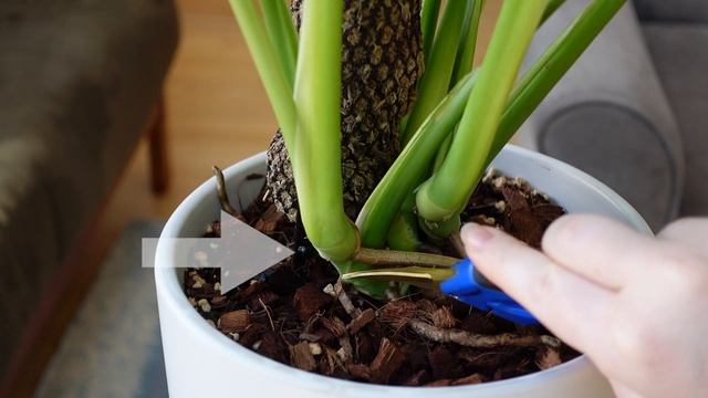 How to prune a monstera | Why pruning is important смотреть онлайн
