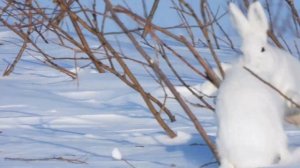 Брачные игры зайцев. Тундра у с.Хатанга. май 2023г.