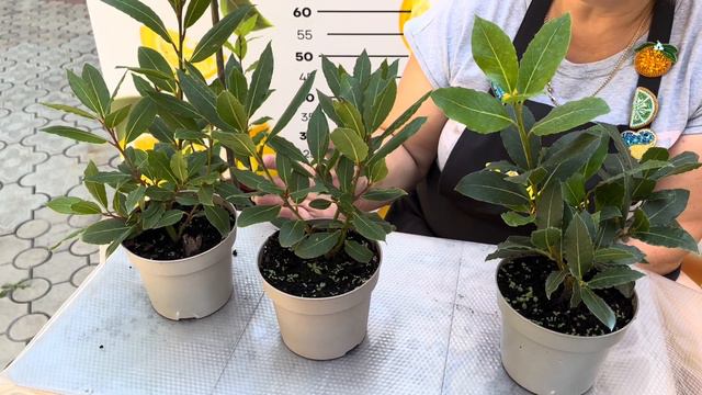 Laurus (Лаврове листя) в домашніх умовах смотреть онлайн