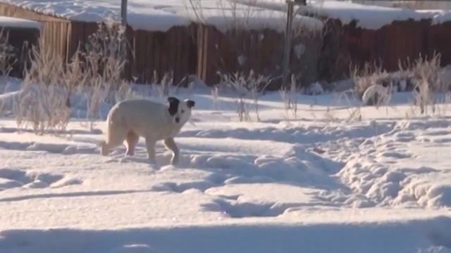 Я избавилась от страха перед собаками. смотреть онлайн