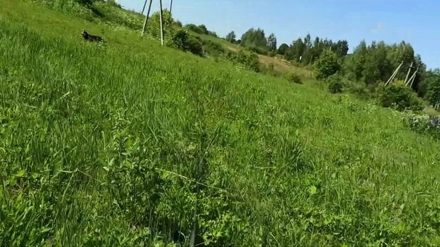 С хаски Диком погоня за куропатками смотреть онлайн