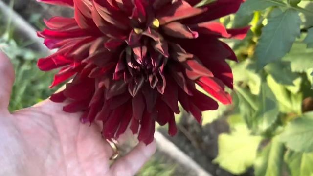 Planning dahlia based wedding flowers for a September wedding x смотреть онлайн