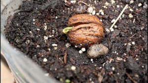 Как прорастают грецкие орехи после стратификации