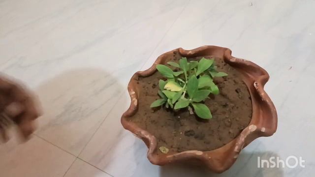 How To Care Petunia Plant! Petunia Plant Ki Dekhbal! Petunia Plant