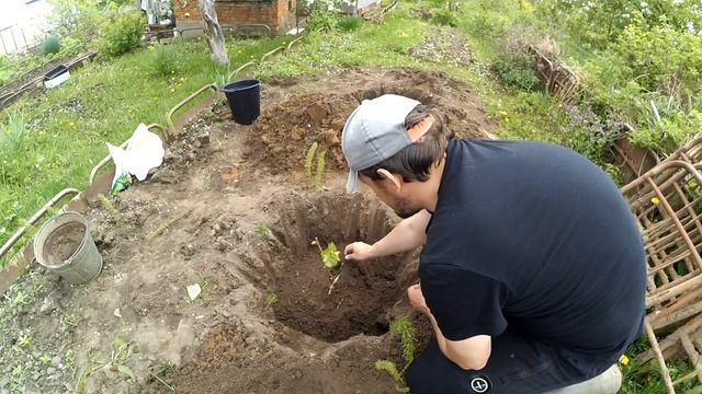 Как садить виноград в средней полосе. смотреть онлайн
