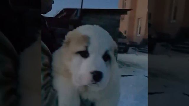 Щенок сао сука 2.5 месяца продажа смотреть онлайн
