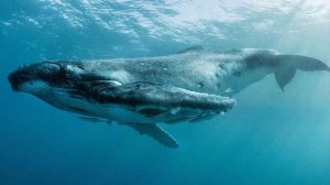 Звуки животных и птиц для детей. Часть 2.