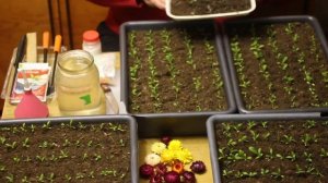 Пикировка безсмертника (гелихризум) и последующий уход за рассадой.