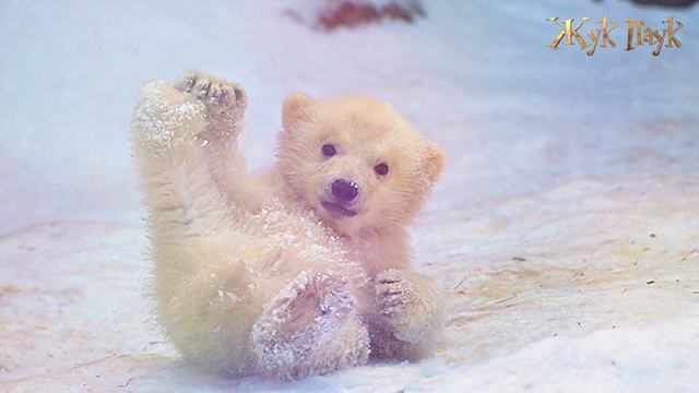 5 УДИВИТЕЛЬНЫХ примеров ДРУЖБЫ ЛЮДЕЙ и ОПАСНЫХ ЖИВОТНЫХ! смотреть онлайн