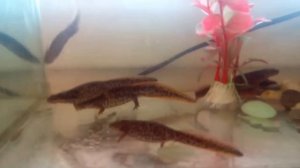 Содержание тритонов в домашних условиях