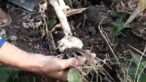 Копаем Чеснок - РОКАМБОЛЬ