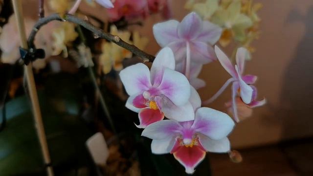 В ГОСТИ к ОРХОМАНУ:цветущие ОРХИДЕИ Людмилы Морозовой :) смотреть онлайн