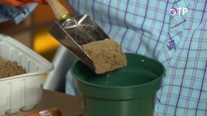 Выращиваем маньчжурский орех