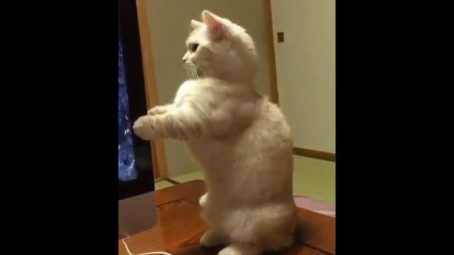 Научила кота вытаскивать диск! Теперь сидит играет! 2016 смотреть онлайн