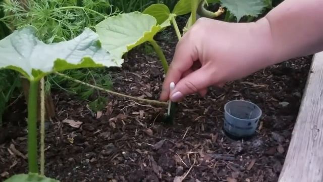 Лучшая профилактика огурцов ЗЕЛЁНКОЙ / Здоровые огурцы это обильный урожай! смотреть онлайн