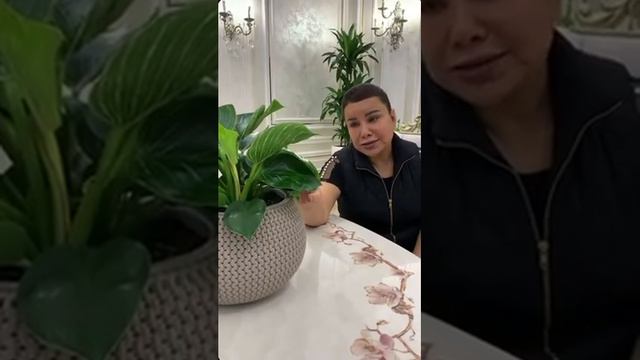 Yulduz Usmonova uyida yangi dunyo gullari orxideya,dratsenalar. смотреть онлайн